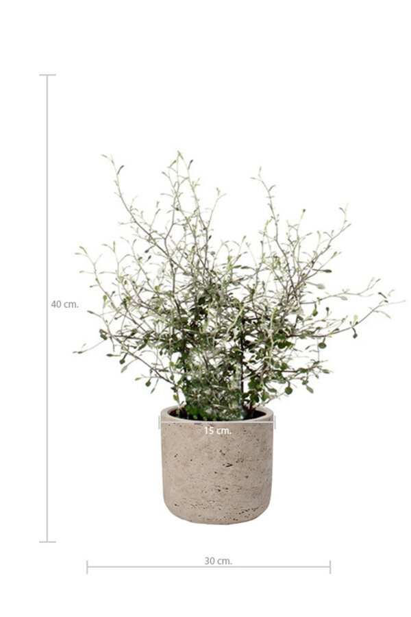 Maori Green Leaf in Charlie Grey Pot