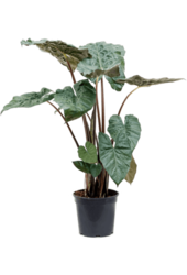 Alocasia Yucatan Princess S