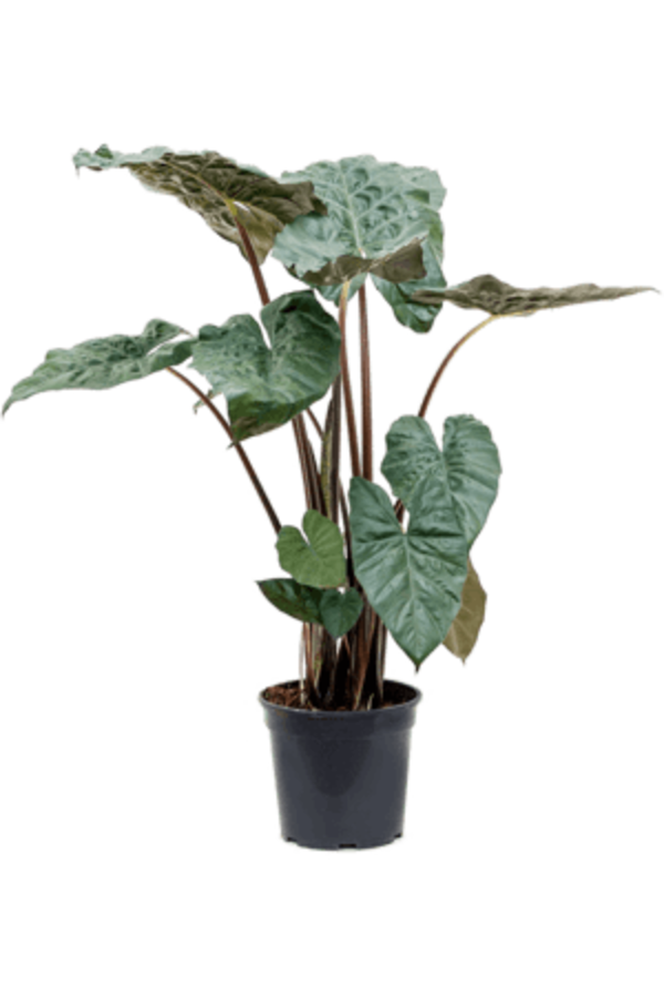 Alocasia Yucatan Princess S