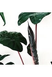 Alocasia Yucatan Princess S