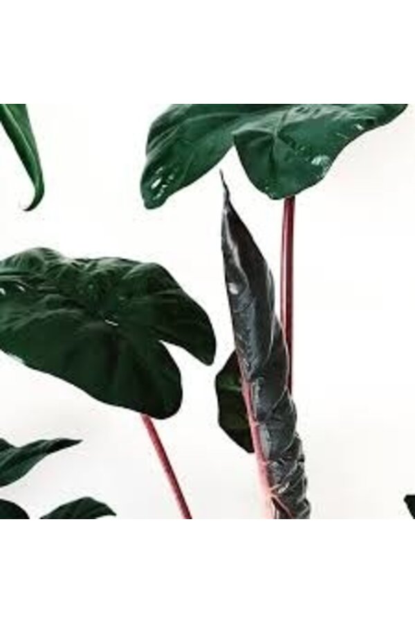 Alocasia Yucatan Princess S
