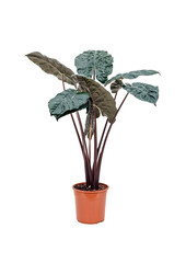 Alocasia Yucatan Princess M