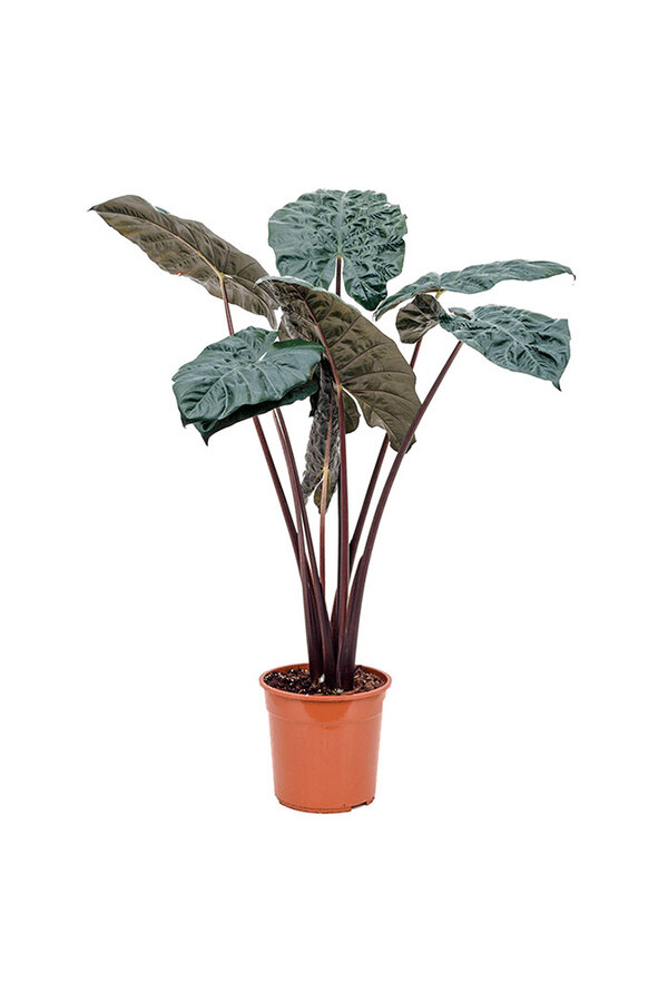 Alocasia Yucatan Princess M