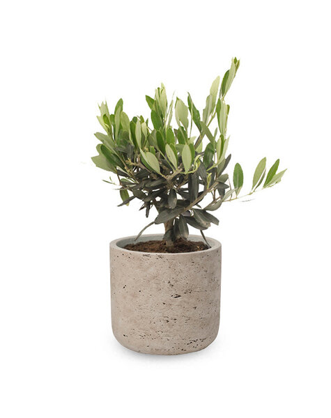 Charlie Grey | Olivier