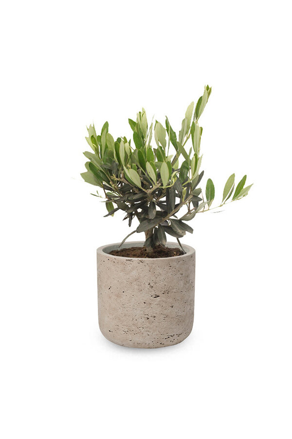 Mini Olivier dans Charlie gris délavé