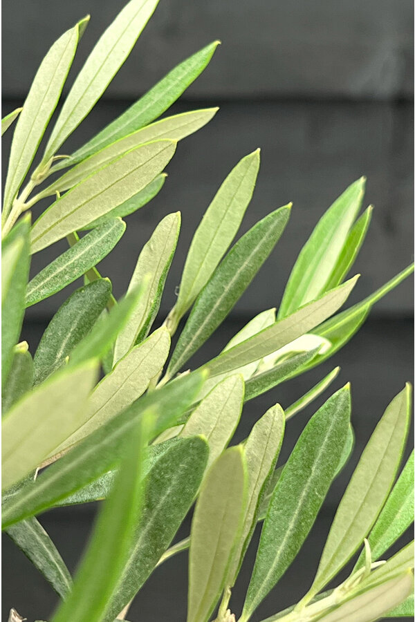 Mini Olivier dans Charlie gris délavé