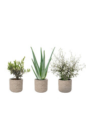 Novara Washed  Plantenpakket