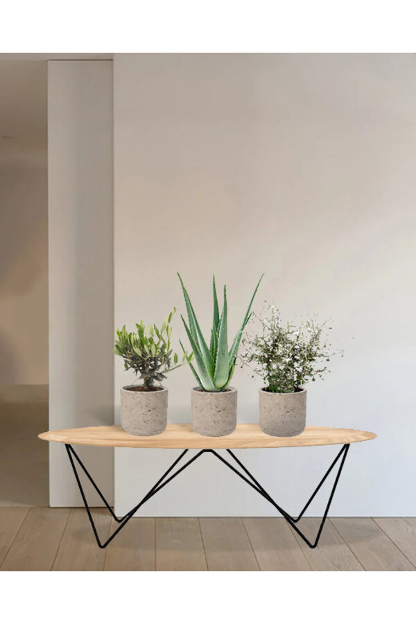 Novara Washed  Plantenpakket