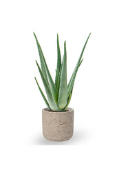 Aloe Vera in Charlie grey washed
