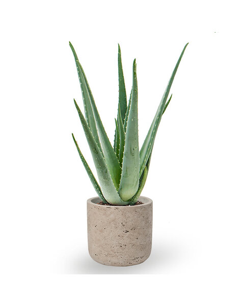 Charlie Grey | Aloès