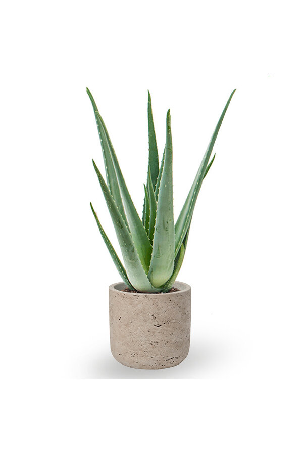 Aloe Vera in Charlie grey washed