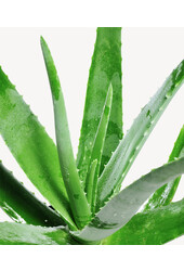 Aloe Vera in Charlie grey washed