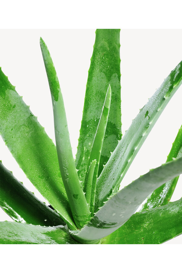 Aloe Vera in Charlie grey washed