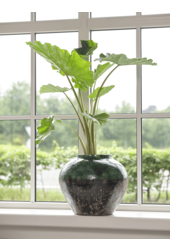 Jar Lindy Green Black