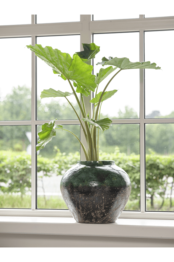 Jar Lindy Green Black