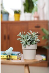 B. For Original Gris