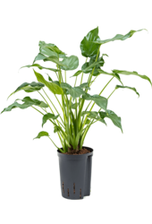 Hydroplante Alocasia cucullata