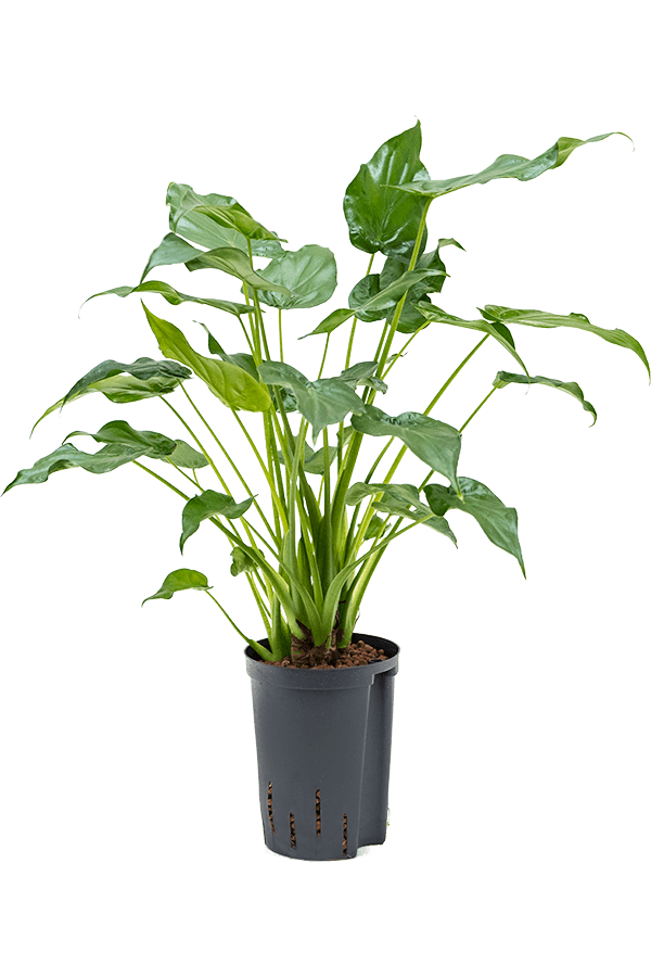 Hydroplante Alocasia cucullata