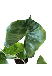 Hydroplante Alocasia cucullata