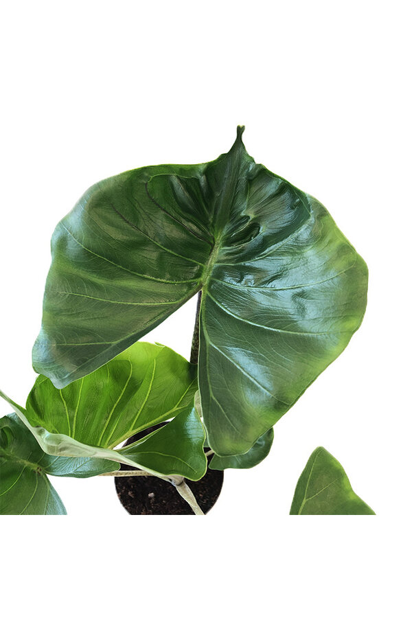 Hydroplante Alocasia cucullata