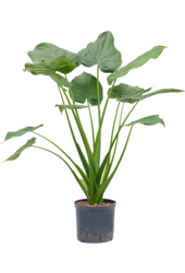 Hydroplante Alocasia cucullata