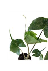 Hydroplante Alocasia cucullata