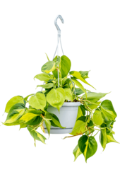 Philodendron scandens brasil