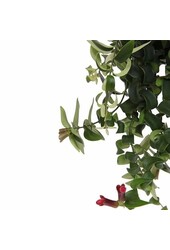 Aeschynanthus Lobbianus Twister in Patt pot