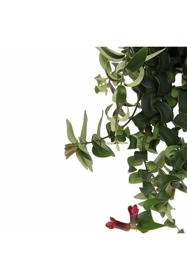 Aeschynanthus Lobbianus Twister dans pot Patt