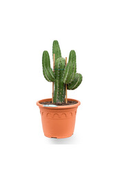 Polaskia chichipe