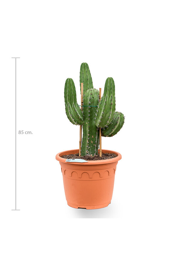 Polaskia chichipe