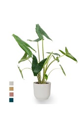 Alocasia Zebrina dans le pot Vibes Fold