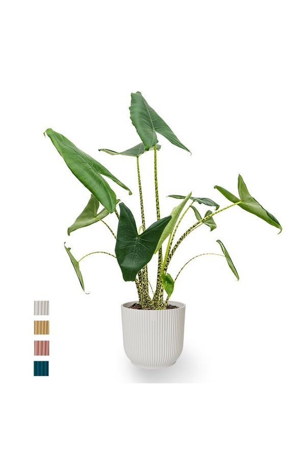 Alocasia Zebrina in Vibes Fold Pot