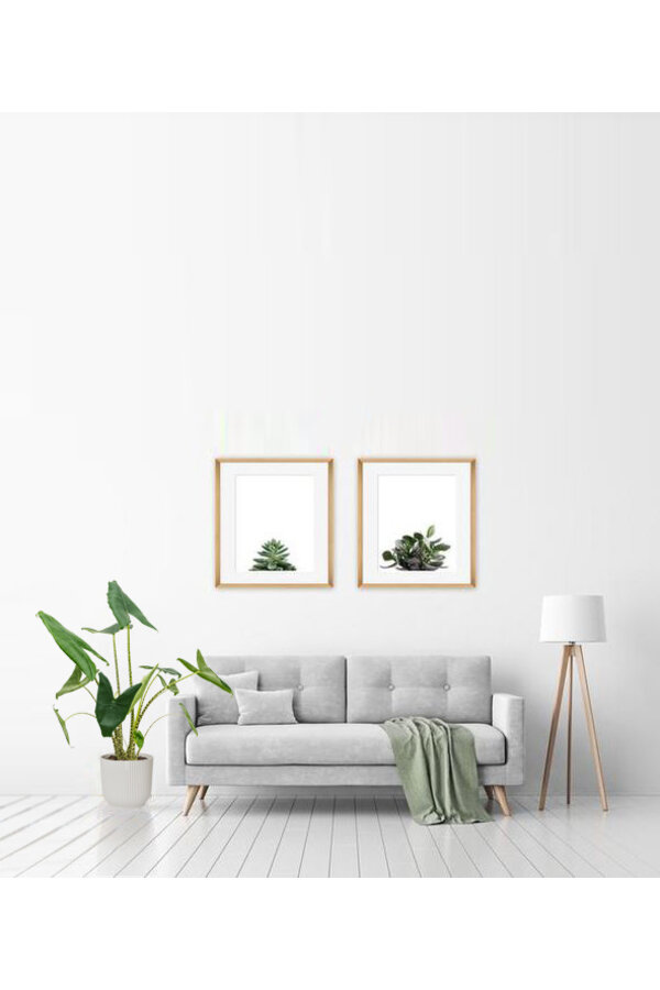 Alocasia Zebrina in Vibes Fold Pot