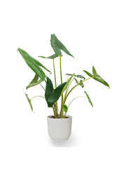 Alocasia Zebrina in Vibes Fold Pot