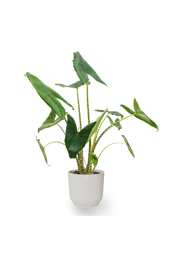 Alocasia Zebrina in Vibes Fold Pot
