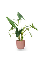 Alocasia Zebrina in Vibes Fold Pot