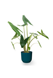 Alocasia Zebrina in Vibes Fold Pot