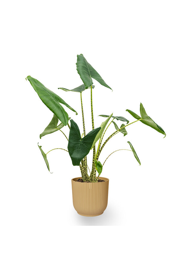 Alocasia Zebrina in Vibes Fold Pot