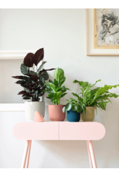 Alocasia Zebrina in Vibes Fold Pot