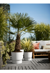 Greenville rond blanc S