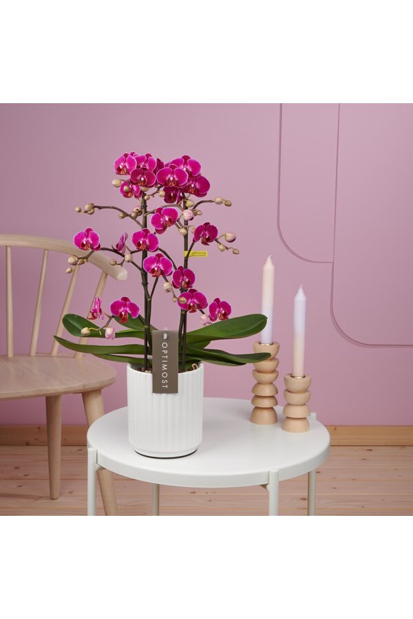 Orchidee Optimost Morelia Molise white