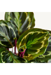 Calathea Medaillon M