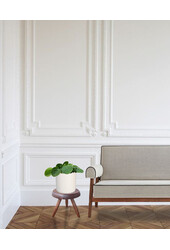 Pilea Plante à crêpes Mojito