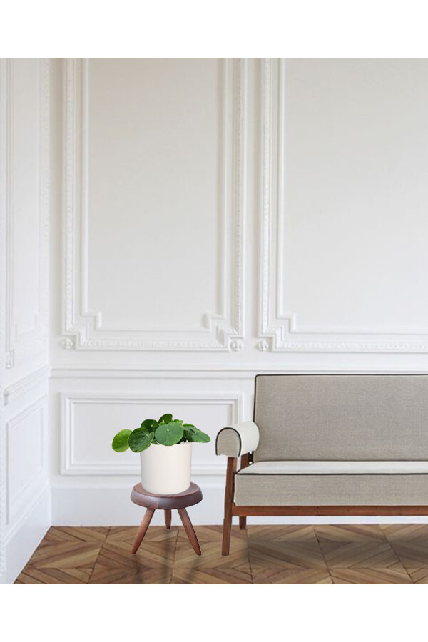 Pilea Plante à crêpes Mojito