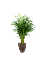 Goudpalm Areca M  in Oester pot