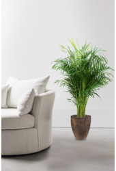 Goudpalm Areca M  in Oester pot