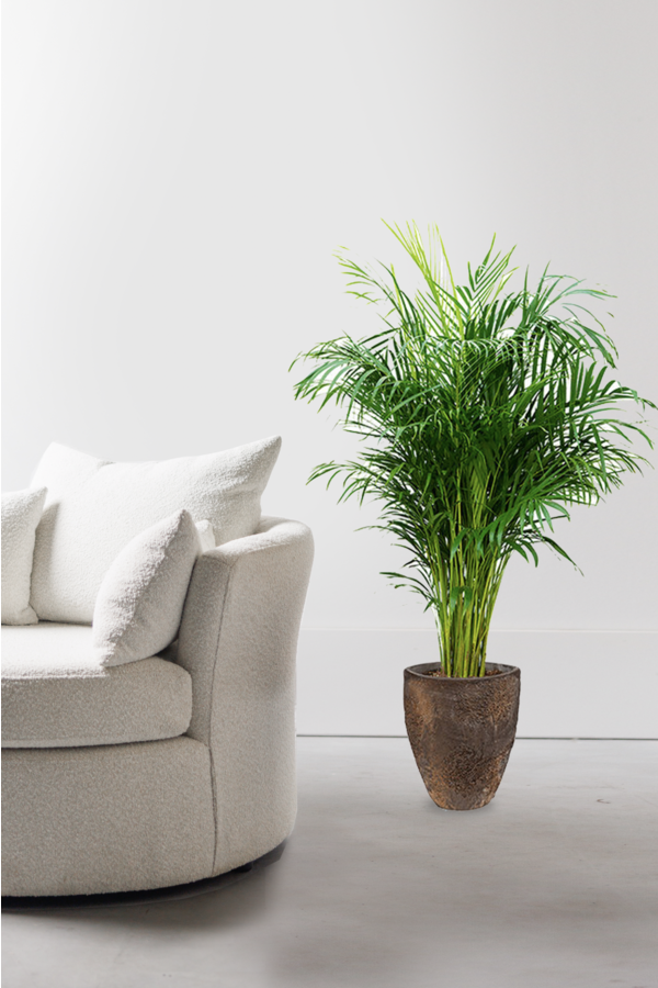 Goudpalm Areca M  in Oester pot
