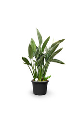 Strelitzia reginae L