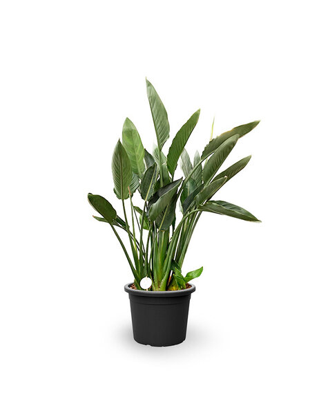 Strelitzia